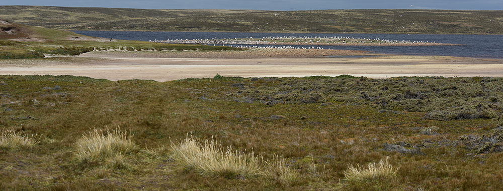 Coastal Heathland Falkland Islands